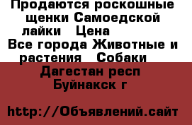 Продаются роскошные щенки Самоедской лайки › Цена ­ 40 000 - Все города Животные и растения » Собаки   . Дагестан респ.,Буйнакск г.